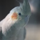 육림도