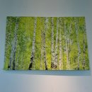 몰리힐스(MOLLI HILLS) 이미지