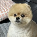 메씨엘리 이미지