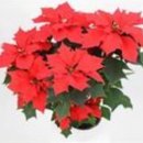 선명이네 이미지