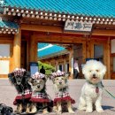 귀빈애견 | 삼청동 가볼만한곳, 청와대 애견동반 관람 후기(예약,주차,근처맛집)