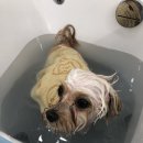 애견아롬샵 이미지