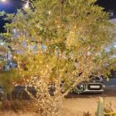 벨루스로즈 펜션 이미지