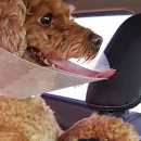 마리네 동물병원 이미지