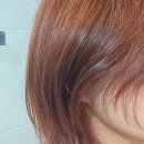 모가닉