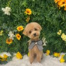 퍼스트멍멍 이미지