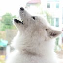 하울링 티스토리