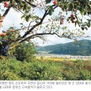 청도감마을 이미지