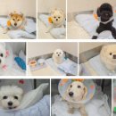 판교 P&P 동물병원 이미지