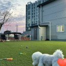 윤지애견 이미지