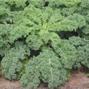 슈퍼 푸드 케일(Kale) 구워먹기 !! 이미지