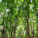 혼불로 | 전주3길) 트레킹, 트레킹 코스 : 연화마을 - 혼불문학공원 - 오송제 - 편백숲 - 건지산 - 조경단 - 연화...