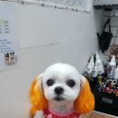 오늘도 귀엽개 이미지