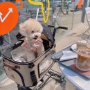 pet 108어3944 | [강아지 유모차] 폭스박스펫 비틀유모차 장만했어요👍🏻