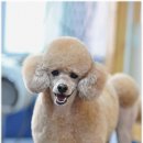 푸랑