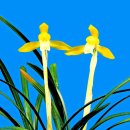 한국춘란 황화소심(黃花素心) 천황소(天黃素)21 이미지