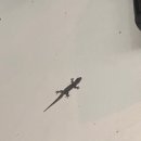 뽑기오빠OK | [발리 빠당바이 숙소] OK Divers Resort 후기