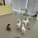 룰루랄라 댕치원 이미지