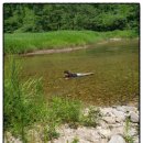 숲속의 샘물 캠핑장 이미지