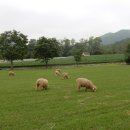 얼룩목장 이미지