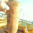 가락영농농장 | 야미타미 후기!