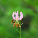 천마.솔나리.난쟁이바위솔. 옥잠난초.병조희풀. ? 난초.나래박쥐나물.산꿩의다리.모싯대.말나리.동자꽃.광릉갈퀴나물.여우오줌.영아자 이미지