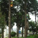 황령산 편백단지 이미지