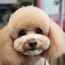 아토그루밍 이미지