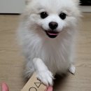 맘마당 | 강아지수제간식 맘마당 달고나 후기