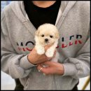 아이러브강아지 이미지