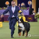 show dog 이미지