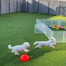 뿡뿡애견호텔 이미지