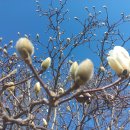 한밭수목원 동원 이미지