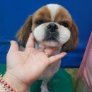 파주애견미용센터 이미지