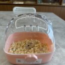 골든햄스터 분양 탬펫 충남아산점 이미지