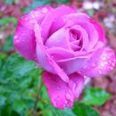 당신은 혼자가 아니 이미지