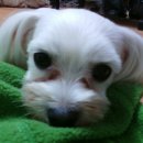 말티네 집 이미지