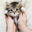 컴투펫 강아지분양 고양이분양 인천본점 이미지