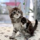 메인메디칼 | [강남고양이분양] 메인쿤분양 압구정역 근처 미오즈 실제 후기 및 특징 정리