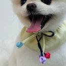 루시드펫 이미지