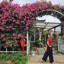 꽃이랑나무랑 이미지