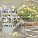 카피아 이미지
