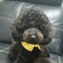 새침하개멍 이미지