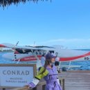 아보카(AVOCA) 이미지