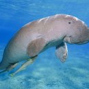 Sing Green Golf 이미지