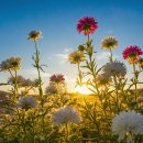 Rejuvenate Your Mind &amp; Body: 🌵 🌵 🌵 Natural Sounds for Ultimate Relaxatio 이미지