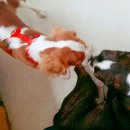 개놀자까페 이미지