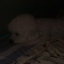 DaDogDaDog 애견카페 이미지