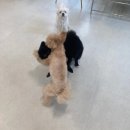 치즈 애견유치원&애견호텔 이미지