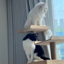 영종H동물의료센터 이미지